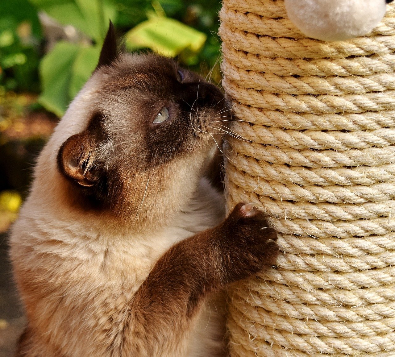 british shorthair, cat, scratch tree-2789920.jpg